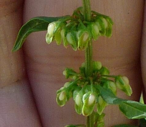 High Resolution Rumex conglomeratus Flower